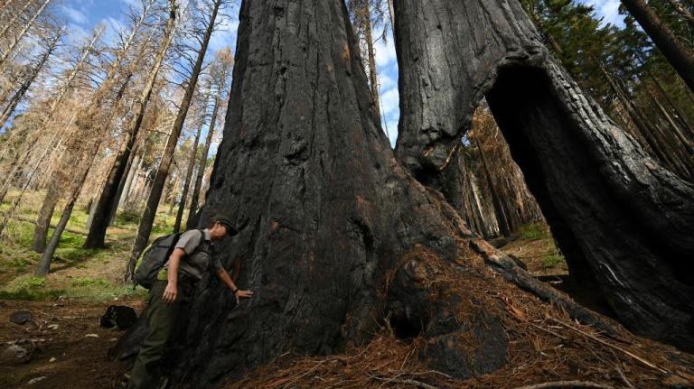 Park ranger examines burn scars on sequoia